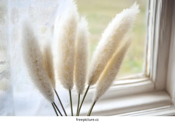 White Pampas Grass In Front Of Window