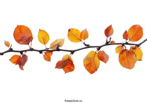 [Transparent Background PNG]Autumn Leaves Branch Isolated on White Background