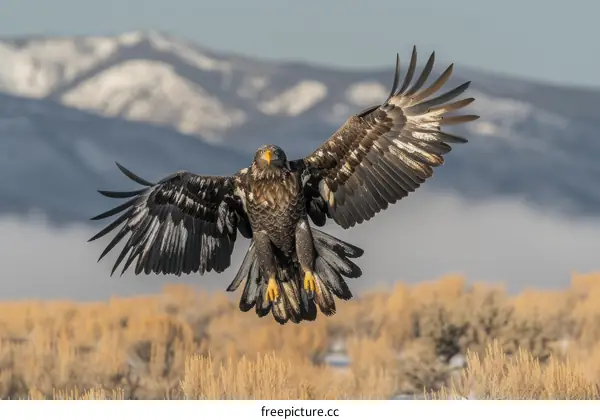 An eagle is flying with its wings spread in the sky