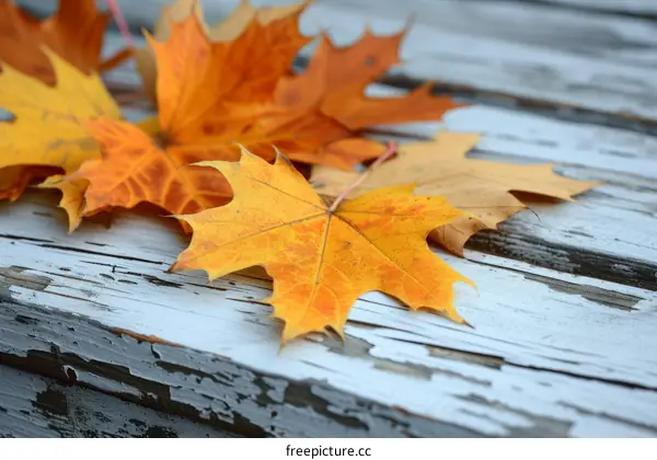 fallen maple leaves on a wooden surface