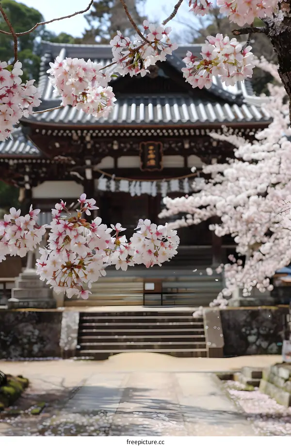 Japanese temple with cherry blossoms in spring