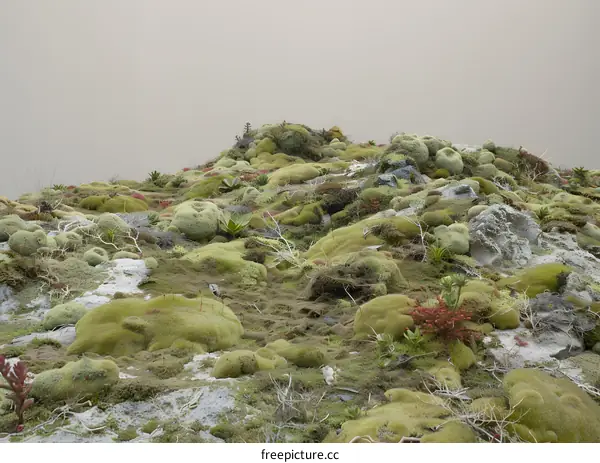 Closeup View of Mossy Rock Formations in a Foggy Landscape
