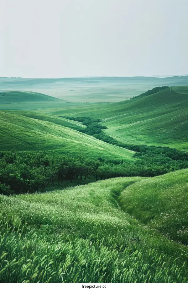 Serene Green Hills with Trees in the Valley