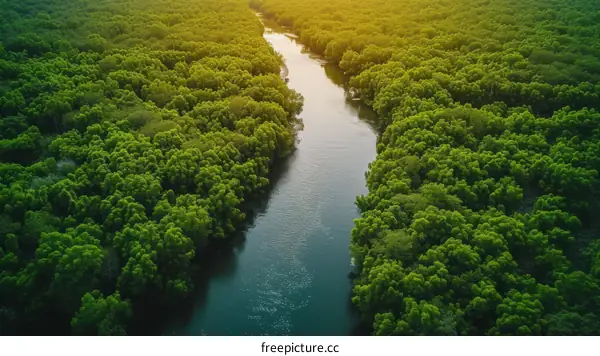 A river flowing through a lush green forest