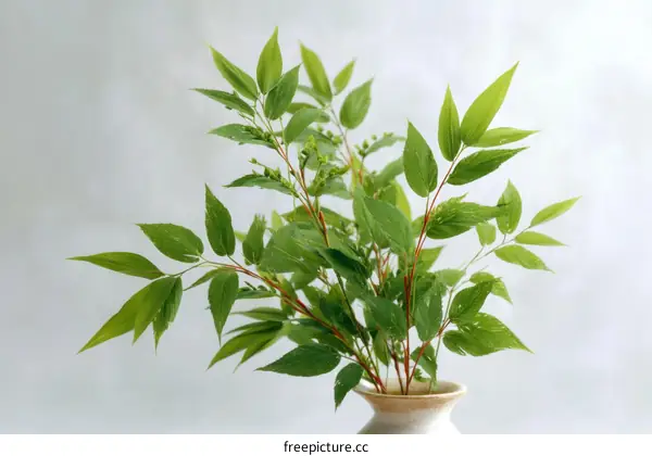 Fresh Green Leaves in Vase Arrangement