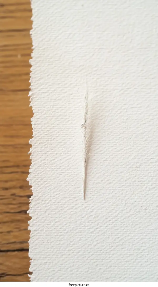 White Paper Texture with Feather Detail