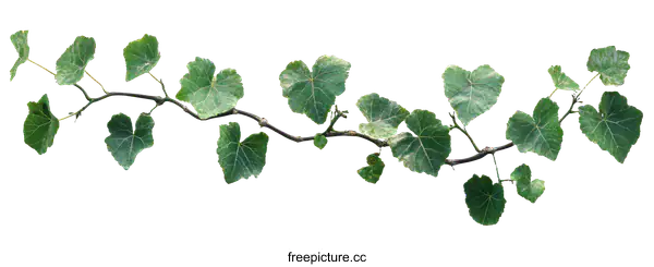 [Transparent Background PNG]Green Vine Branch with Leaves on White Background