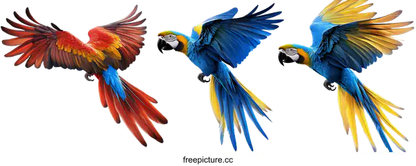 [Transparent Background PNG]Colorful Macaw Birds in Flight