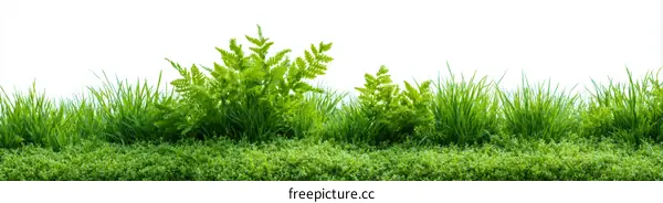 Fresh Green Grass and Plants Border