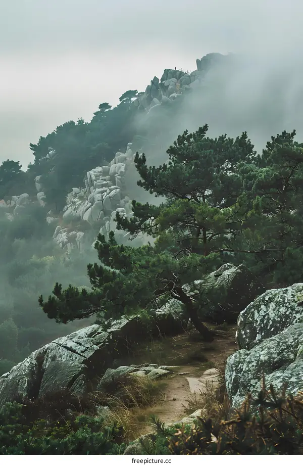 Foggy Mountain Landscape with Trees and Rocks