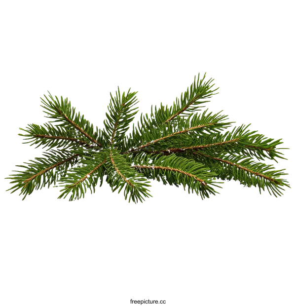 [Transparent Background PNG]Christmas Fir Tree Branches on Snow Illustration