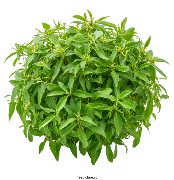 [Transparent Background PNG]Fresh Green Plant Isolated on White Background