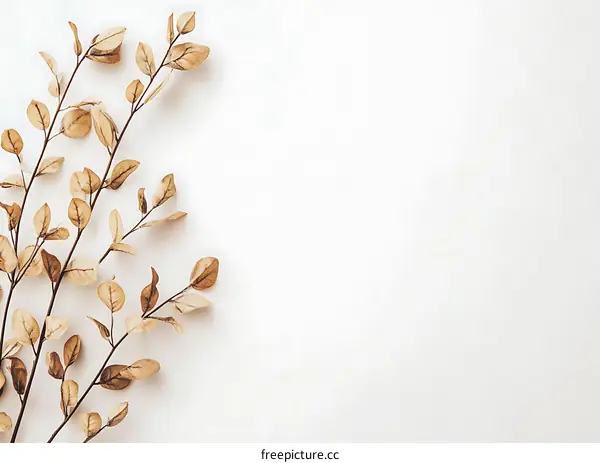 Dried Eucalyptus Branches on a White Background