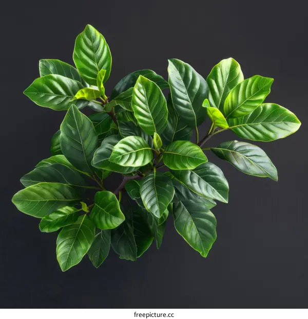 Closeup of Green Leaves on Black Background