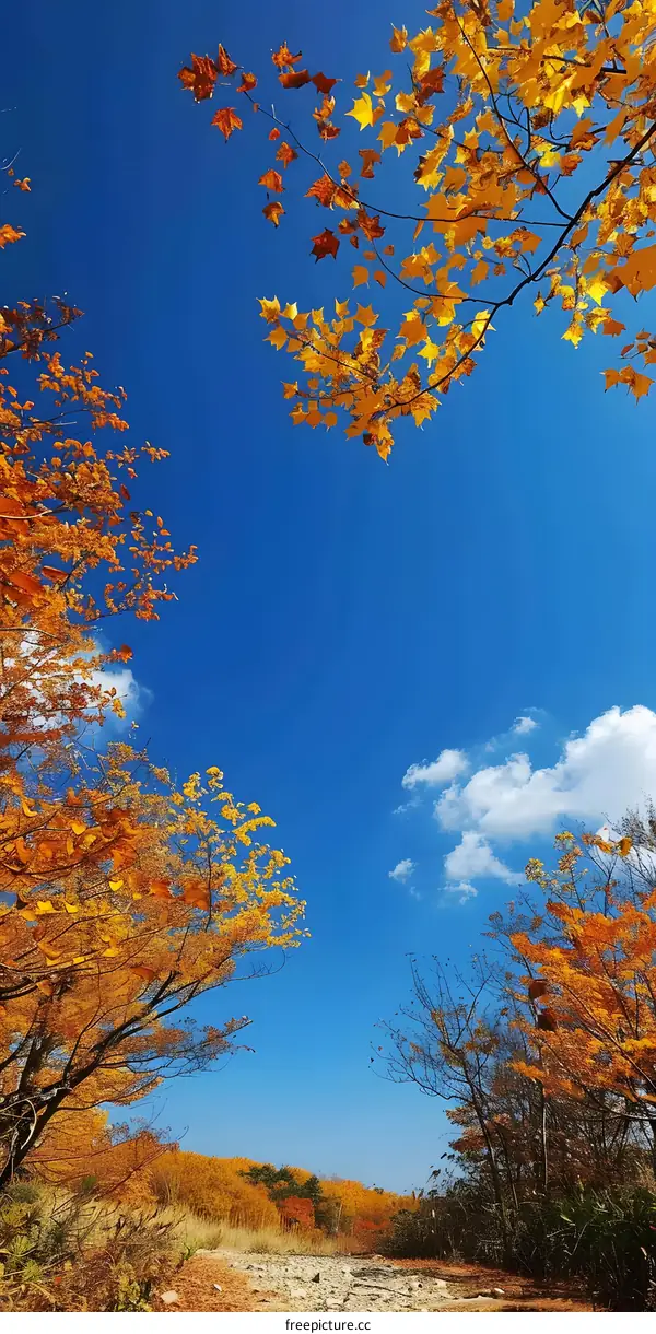 Maple leaves in autumn