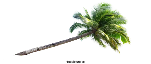 [Transparent Background PNG]Leaning Coconut Palm Tree Isolated on White Background