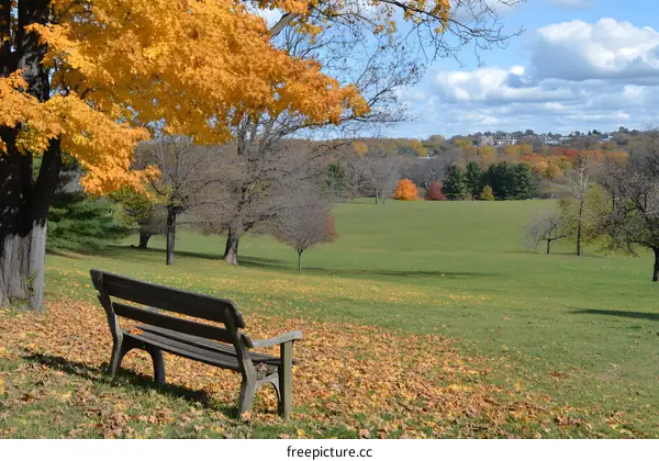 Autumn Leaves Landscape with Bench and Trees