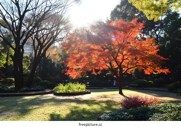 Autumn Leaves and Sunshine in a Japanese Garden