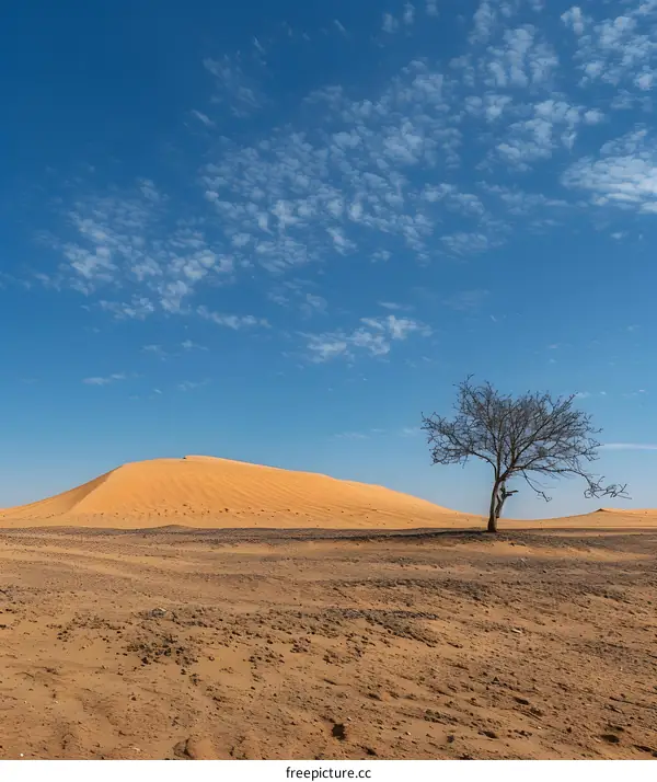 A Tree in the Desert