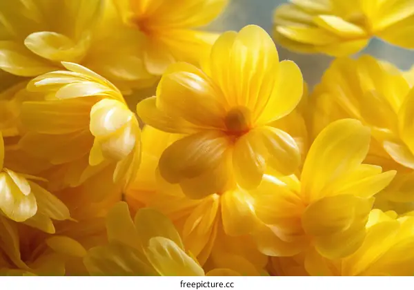Close Up of Vibrant Yellow Flowers