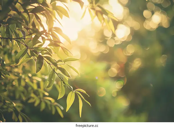 Sunlight Through Green Leaves In Forest