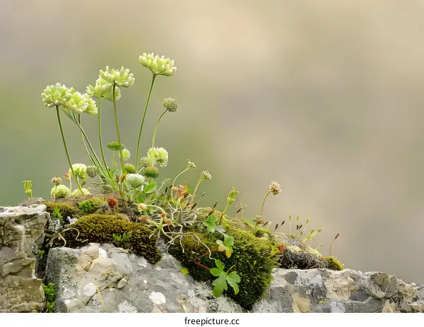 Closeup of Green Flowers Growing on Moss Covered Stone