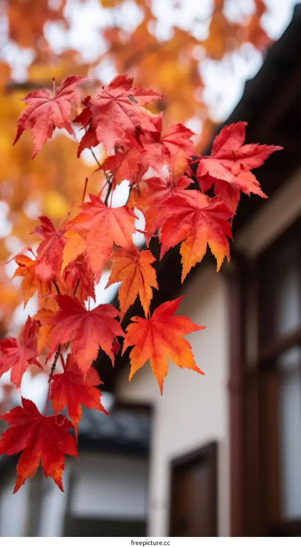 A close-up of red maple leaves in the fall