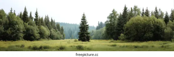 Tranquil Forest Landscape at Dawn
