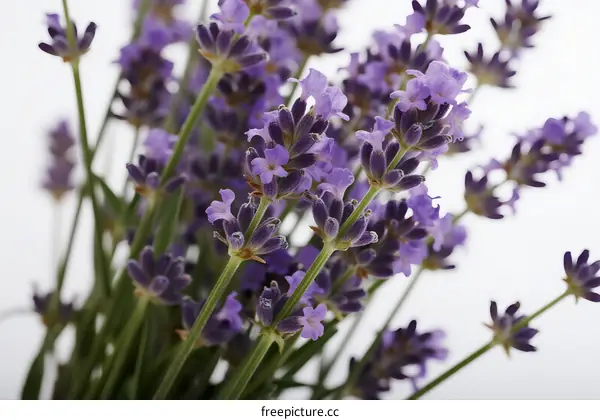 Close-up view of beautiful lavender flowers in full bloom