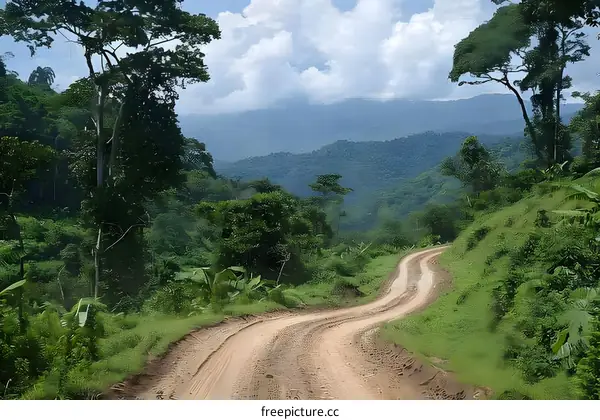 A dirt road winds through a lush green forest