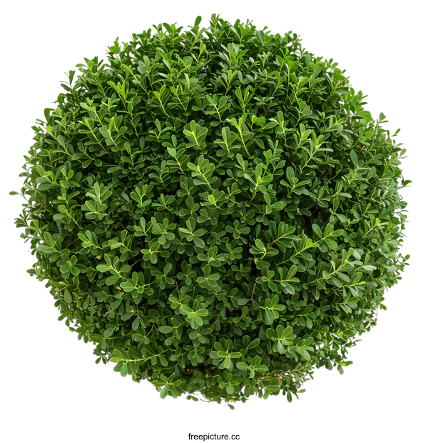 [Transparent Background PNG]Green Bush Top View Isolated On White Background