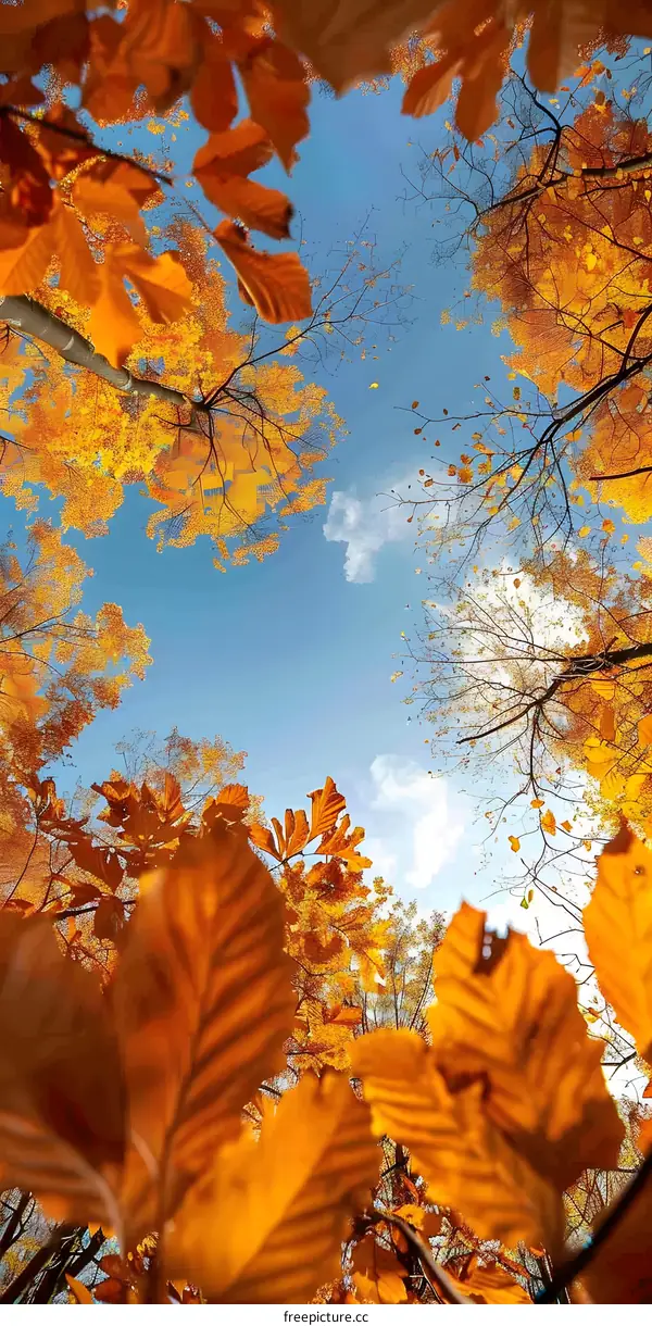 Looking up at the sky through the autumn leaves