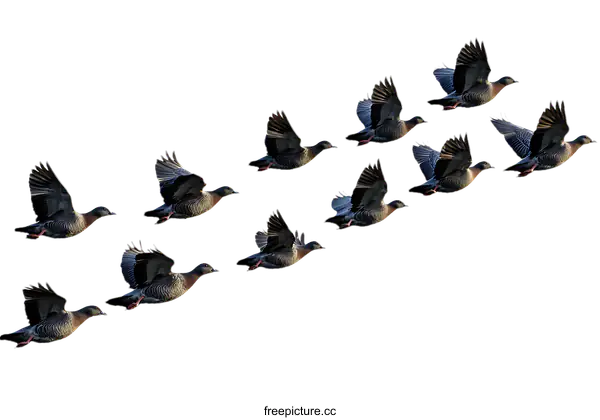 [Transparent Background PNG]A Flocking of Birds in Flight