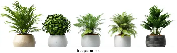 Indoor Plants in Different Pots