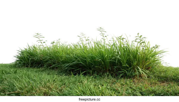 [Transparent Background PNG]Green Grass Patch Isolated on White Background