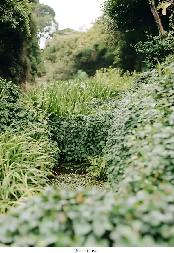Green Foliage Path Leading To A Small Stream