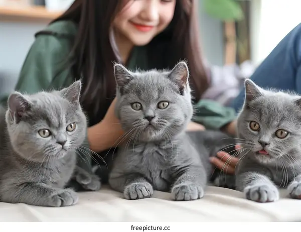 A young woman is sitting on a bed with three British Shorthair cats