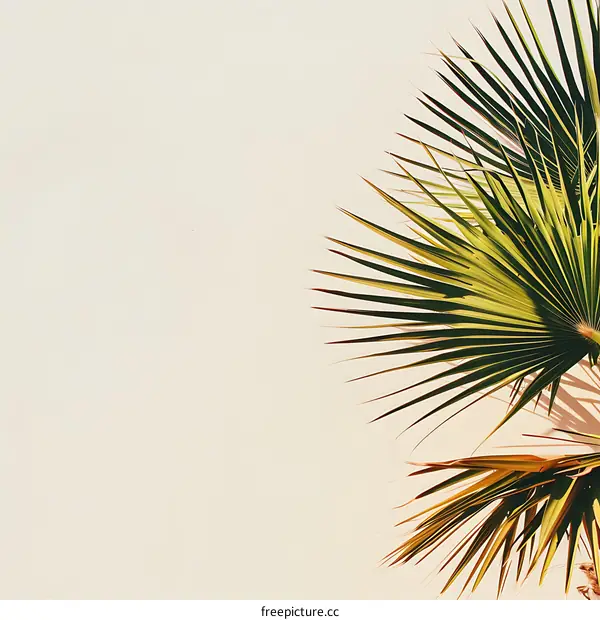 Palm Leaf Against White Wall Minimalist Background