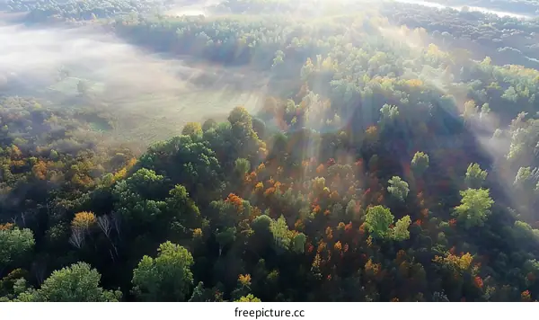 A Peaceful Autumn Forest