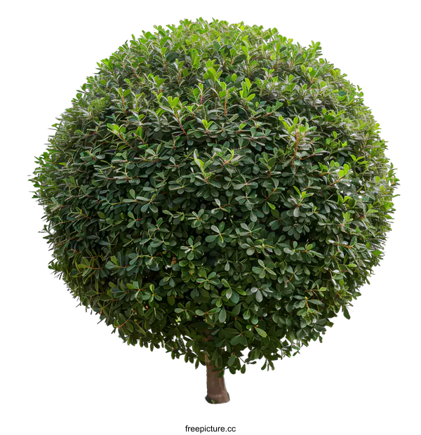 [Transparent Background PNG]Green Tree With Round Shape Isolated On White Background