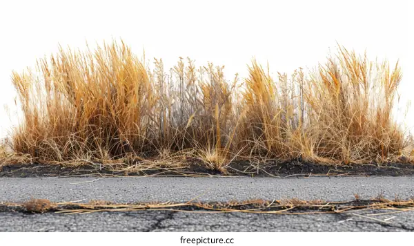 Close-up of a patch of dry grass growing along the edge of an asphalt road