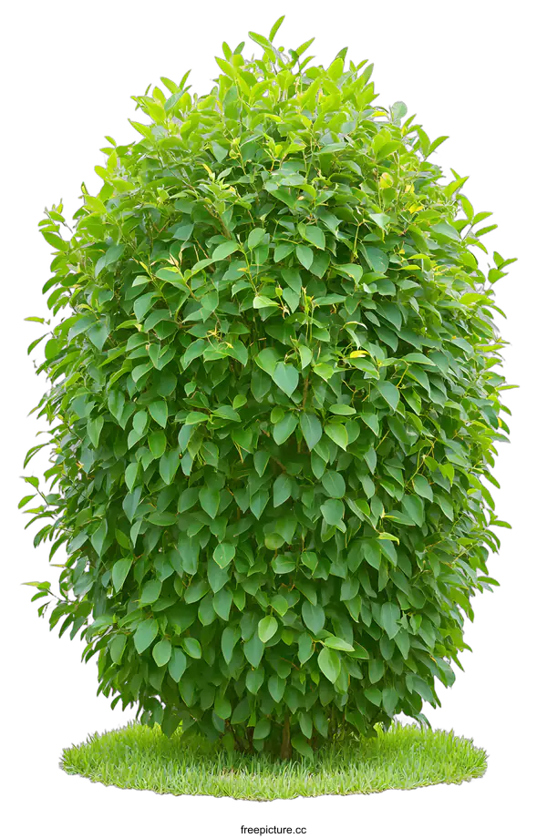 [Transparent Background PNG]Green Bush Isolated on White Background