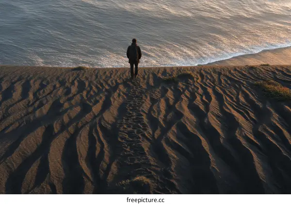 Solitude on the Coastal Sand Dune