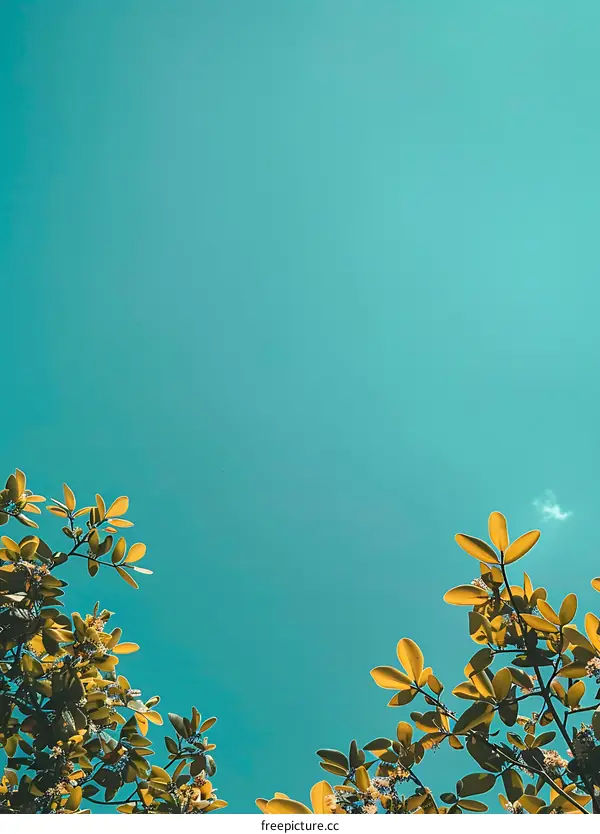 Yellow Leaves Against Blue Sky
