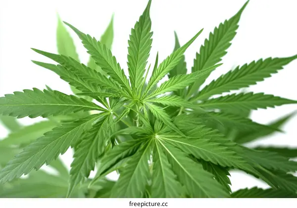 Close-up Green Marijuana Leaves on White Background