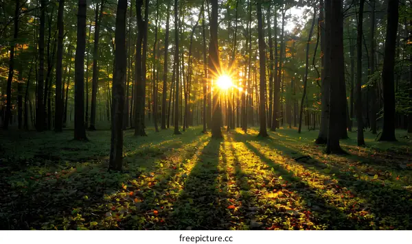 The sun shines through the tall trees in the forest
