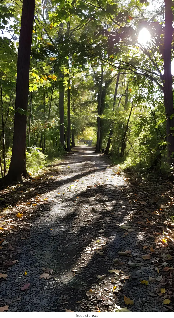 Autumn Forest Path With Sunlight Shining Through The Trees