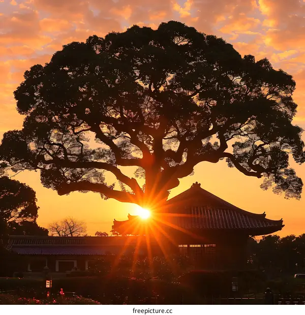 Sunset Silhouette Through Ancient Tree