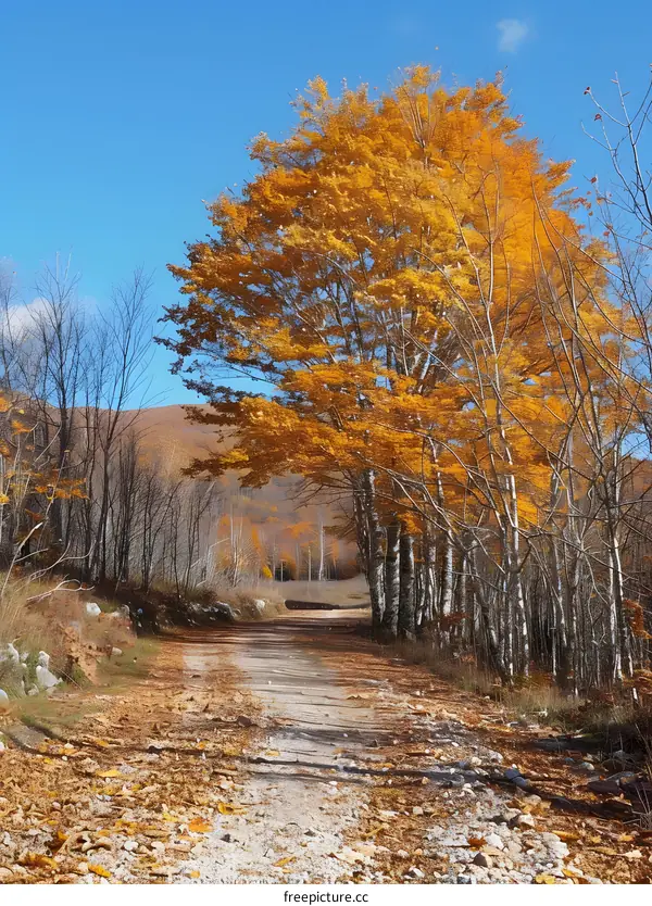 Golden Autumn Road Through the Woods