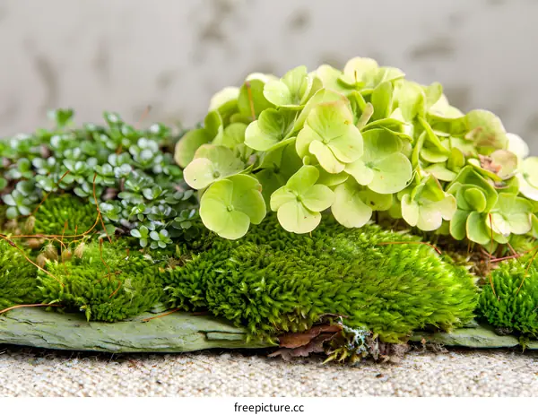Green Moss and Hydrangea on Slate Stone